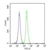 Flow cytometry testing of fixed and permeabilized human HL60 cells with Lp-PLA2 antibody; Blue=isotype control, Green= Lp-PLA2 antibody.