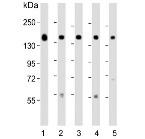 Western blot testing of human 1) MCF7, 2) HepG2, 3) T-47D, 4) mouse cerebellum and 5) human placenta lysate with GLG1 antibody. Predicted molecular weight ~135 kDa.~
