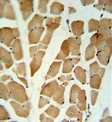 IHC testing of FFPE human skeletal muscle tissue with GLG1 antibody.