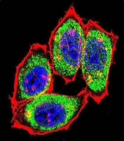 Immunofluorescent staining of fixed and permeabilized human HeLa cells with Thymidylate Synthase antibody (green), DAPI nuclear stain (blue) and anti-Actin (red).