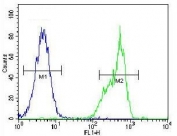 Flow cytometry testing of fixed and permeabilized human HeLa cells with Thymidylate Synthase antibody; Blue=isotype control, Green= Thymidylate Synthase antibody.