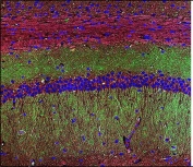 Immunofluorescent staining of mouse brain tissue with Synaptophysin antibody (green) and DAPI nuclear stain (blue).