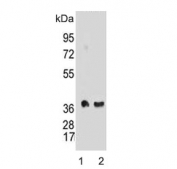 Western blot testing of mouse 1) brain and 2) cerebellum lysate with Synaptophysin antibody. Predicted molecular weight: 34-38 kDa.