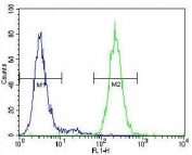 Flow cytometry testing of mouse Neuro-2a cells with Synaptophysin antibody; Blue=isotype control, Green= Synaptophysin antibody.