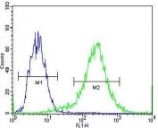 Flow cytometry testing of fixed and permeabilized human 293 cells with Catenin Beta antibody; Blue=isotype control, Green= Catenin Beta antibody.