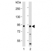 Western blot testing of mouse 1) brain and 2) cerebellum lysate with Lingo1 antibody. Expected molecular weight: 69-83 kDa depending on glycosylation level.