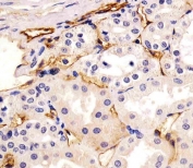 IHC testing of FFPE human kidney tissue with CD73 antibody. HIER: steam section in pH6 citrate buffer for 20 min and allow to cool prior to staining.