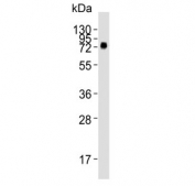 Western blot testing of human WiDr cell lysate with CD73 antibody. Predicted molecular weight: 65-70 kDa.