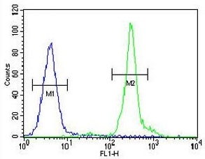 Flow cytometry testing human MDA-MB-435 cells with GFRAL antibody; Blue=isotype control, Green= GFRAL antibody.
