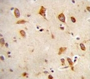 IHC testing of FFPE human brain tissue with GFRAL antibody. HIER: steam section in pH6 citrate buffer for 20 min and allow to cool prior to staining.