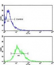 Flow cytometry testing human CEM cells with CD133 antibody; Blue=isotype control, Green= CD133 antibody.