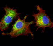 Immunofluorescent staining of fixed and permeabilized human HepG2 cells with Cyclophilin D antibody (green), DAPI nuclear stain (blue) and anti-Actin (red).