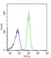 Flow cytometry testing of fixed and permeabilized human K562 cells with Cyclophilin D antibody; Blue=isotype control, Green= Cyclophilin D antibody.