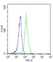 Flow cytometry testing of fixed and permeabilized mouse NIH 3T3 cells with Vinculin antibody; Blue=isotype control, Green= Vinculin antibody.