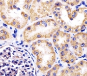 IHC testing of FFPE human kidney tissue with Hsp60 antibody. HIER: steam section in pH6 citrate buffer for 20 min and allow to cool prior to staining.