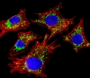 Immunofluorescent staining of fixed and permeabilized human HepG2 cells with Hsp60 antibody (green), DAPI nuclear stain (blue) and anti-Actin (red).