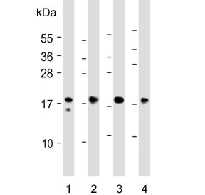 Western blot testing of 1) human heart, 2) human skeletal muscle, 3) mouse heart and 4) rat heart lysate with Myosin Light Chain 2 antibody. Predicted molecular weight ~19 kDa.