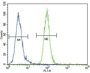 Flow cytometry testing of human MDA-MB-435 cells with Autotaxin antibody; Blue=isotype control, Green= Autotaxin antibody.