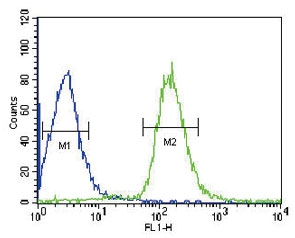 Flow cytometry testing of human HepG2 cells with Albumin antibody; Blue=isotype control, Green= Albumin antibody.