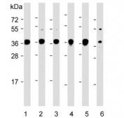 Western blot testing of human 1) U-87 MG, 2) U-2 OS, 3) SH-SY5Y, 4) 293T, 5) HepG2 and 6) mouse brain lysate with Engrailed 1 antibody. Predicted molecular weight ~40 kDa.