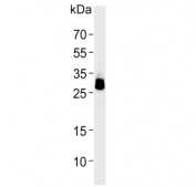 Western blot testing of human HepG2 cell lysate with PPT1 antibody. Predicted molecular weight ~34 kDa.