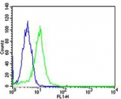 Flow cytometry testing of fixed and permeabilized human HeLa cells with PPARA antibody; Blue=isotype control, Green= PPARA antibody.