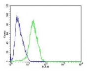 Flow cytometry testing of fixed and permeabilized human SH-SY5Y cells with CHRM2 antibody; Blue=isotype control, Green= CHRM2 antibody.