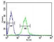 Flow cytometry testing of fixed and permeabilized human K562 cells with GTPBP2 antibody; Blue=isotype control, Green= GTPBP2 antibody.