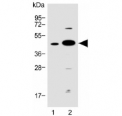 Western blot testing of human 1) A549 and 2) heart lysate with Follistatin-like 1 antibody. Expected molecular weight: 35-55 kDa depending on level of glycosylation.