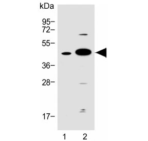 Western blot testing of human 1) A549 and 2) heart lysate with Follistatin-like 1 antibody. Expected molecular weight: 35-55 kDa depending on level of glycosylation.