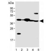 Western blot testing of human 1) HeLa, 2) placenta, 3) heart, 4) mouse heart and 5) rat heart lysate with Follistatin-like 1 antibody. Expected molecular weight: 35-55 kDa depending on level of glycosylation.