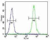 Flow cytometry testing of human MDA-MB-435 cells with Haptoglobin antibody; Blue=isotype control, Green= Haptoglobin antibody.