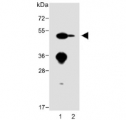 Western blot testing of mouse 1) heart and 2) liver lysate with ENT1 antibody.  Predicted molecular weight ~50 kDa.