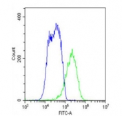 Flow cytometry testing of fixed and permeabilized human HepG2 cells with ENT1 antibody; Blue=isotype control, Green= ENT1 antibody.