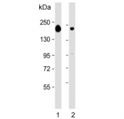 Western blot testing of human 1) plasma and 2) kidney lysate with Complement factor H antibody. Predicted molecular weight ~139 kDa but may be observed at a higher molecular weight due to glycosylation.