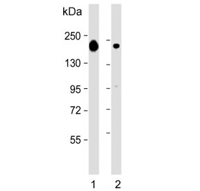 Western blot testing of human 1) plasma and 2) kidney lysate with Complement factor H antibody. Predicted molecular weight ~139 kDa but may be observed at a higher molecular weight due to glycosylation.