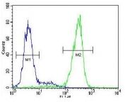 Flow cytometry testing of fixed and permeabilized human HepG2 cells with NUDT15 antibody; Blue=isotype control, Green= NUDT15 antibody.