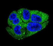 Immunofluorescent staining of fixed and permeabilized human HepG2 cells with DARS1 antibody (green) and DAPI nuclear stain (blue).