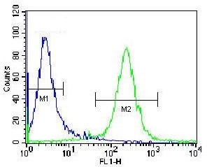 Flow cytometry testing of fixed and permeabilized human Jurkat cells with DARS1 antibody; Blue=isotype control, Green= DARS1 antibody.