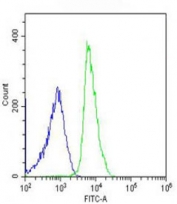 Flow cytometry testing of fixed and permeabilized human U-2 OS cells with Fibroleukin antibody; Blue=isotype control, Green= Fibroleukin antibody.