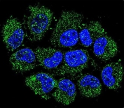 Immunofluorescent staining of fixed and permeabilized human NCI-H460 cells with C12orf29 antibody (green) and DAPI nuclear stain (blue).