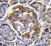 IHC testing of FFPE human pancreas tissue with C12orf29 antibody. HIER: steam section in pH6 citrate buffer for 20 min and allow to cool prior to staining.