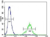 Flow cytometry testing of fixed and permeabilized human NCI-H460 cells with C12orf29 antibody; Blue=isotype control, Green= C12orf29 antibody.