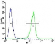 Flow cytometry testing of fixed and permeabilized human A2058 cells with TIMP-1 antibody; Blue=isotype control, Green= TIMP-1 antibody.