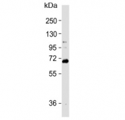 Western blot testing of human HL60 cell lysate with WDR70 antibody. Expected molecular weight ~70 kDa.