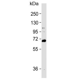 Western blot testing of human HL60 cell lysate with WDR70 antibody. Expected molecular weight ~70 kDa.