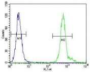 Flow cytometry testing of fixed and permeabilized human HeLa cells with WDR70 antibody; Blue=isotype control, Green= WDR70 antibody.