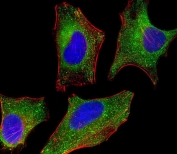 Immunofluorescent staining of fixed and permeabilized human HeLa cells with DHCR7 antibody (green), DAPI nuclear stain (blue) and anti-Actin (red).
