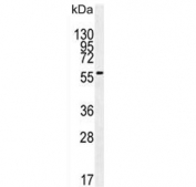 Western blot testing of mouse liver lysate with DHCR7 antibody. Predicted molecular weight ~54 kDa.