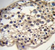 IHC testing of FFPE human testis tissue with DHCR7 antibody. HIER: steam section in pH6 citrate buffer for 20 min and allow to cool prior to staining.